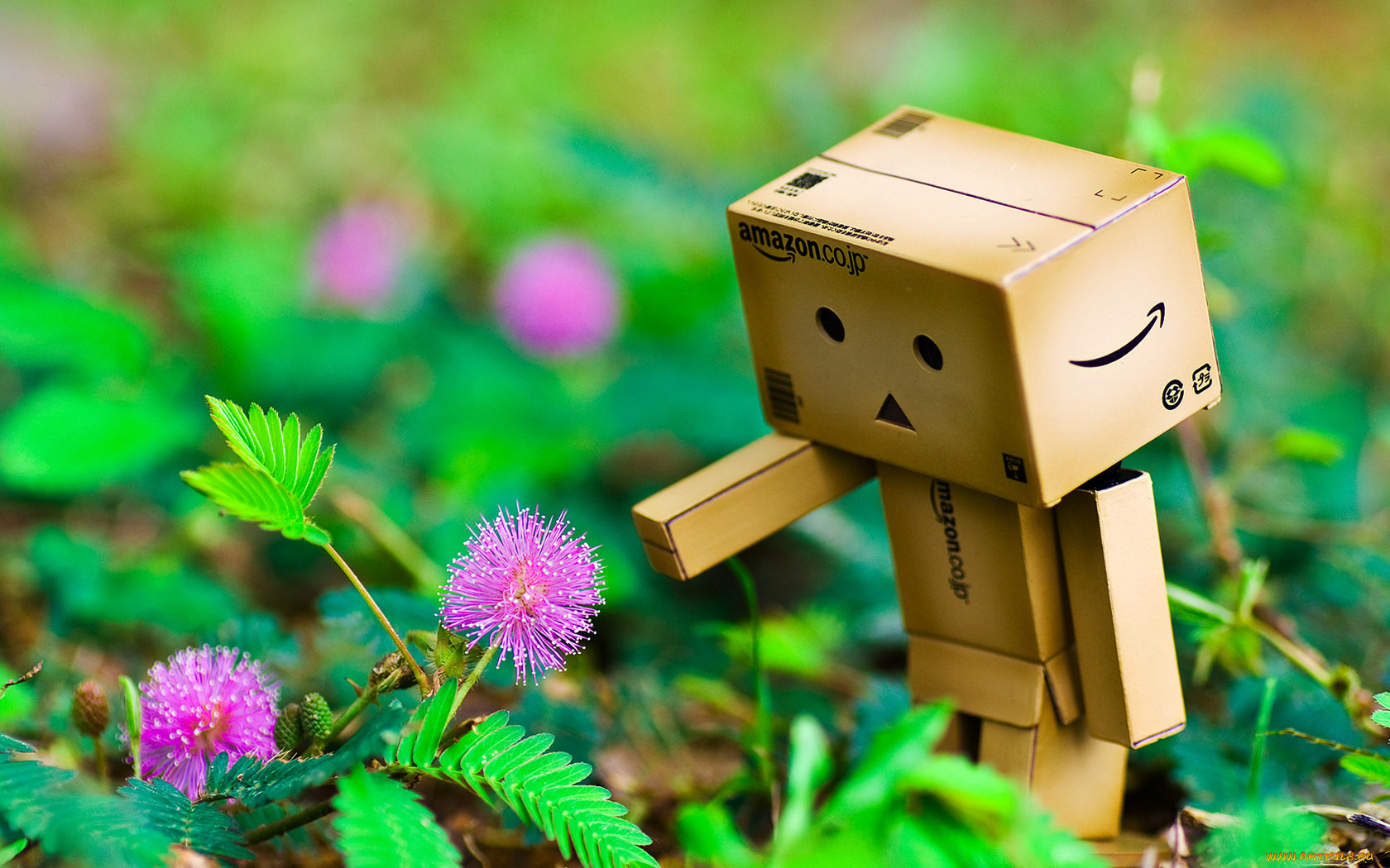 , , danboard